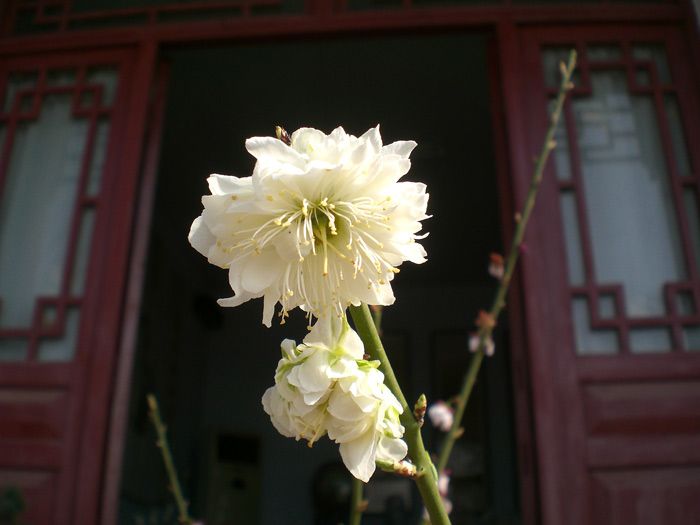雪山梅园梅花品种展示