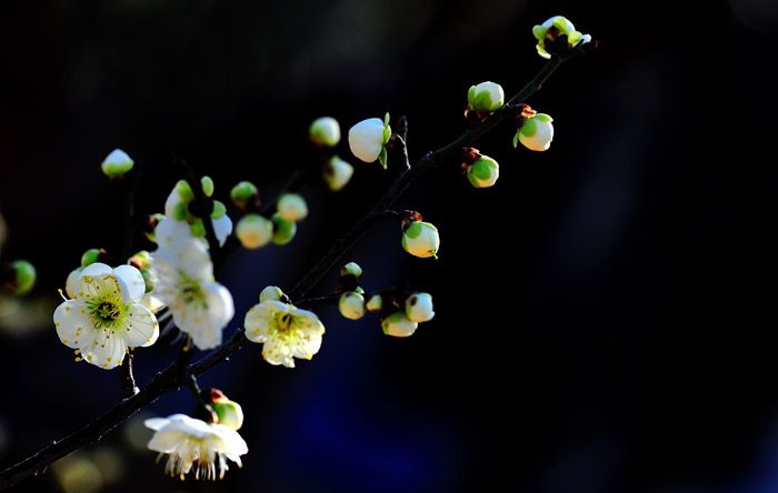 雪山梅园梅花品种展示