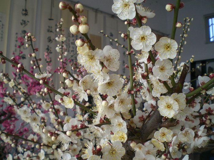 雪山梅园梅花品种展示