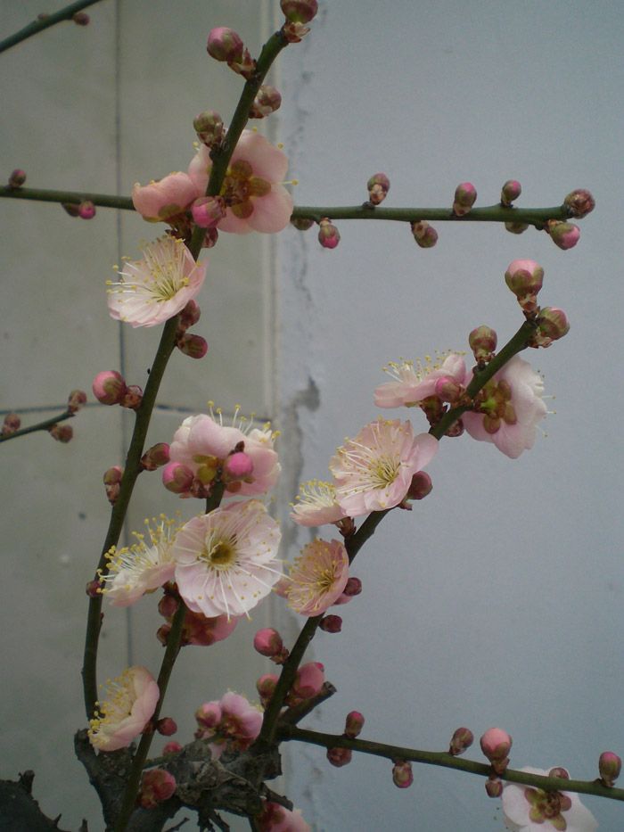雪山梅园梅花品种展示
