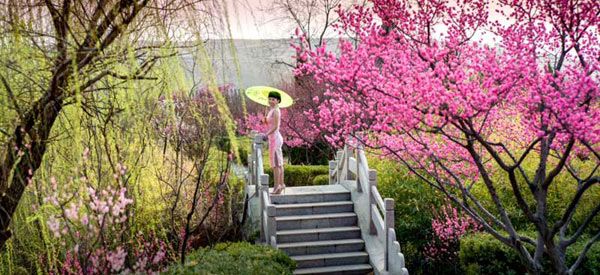 冷香桥