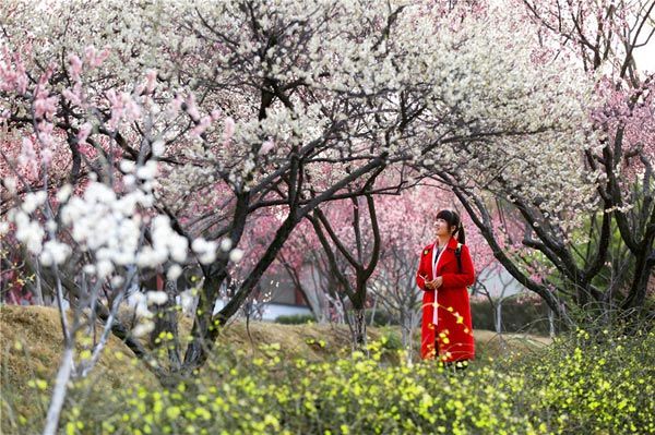 第二届梅花节花絮（2017年3月5日-4月5日）