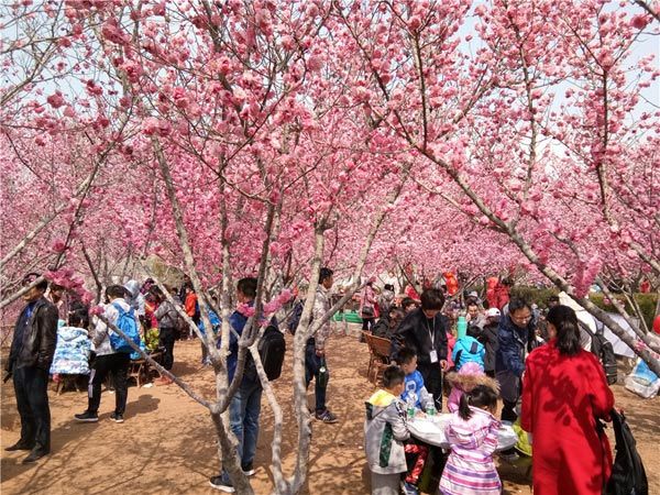 第二届梅花节花絮（2017年3月5日-4月5日）